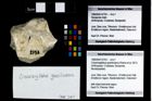 Foto (Objekt + Etikett) von Cracensigillatus gracilirostrus (Robins et al., 2013)  (NHMW-GEO-1990-0041-2793)